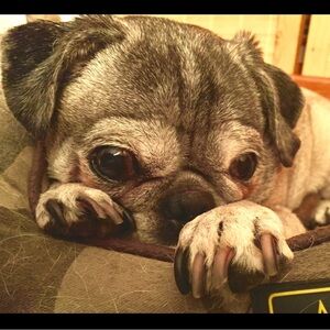 I’m PJ ( the pug ). Now meet your Posher: poppy.